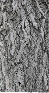 wood tree bark 0002